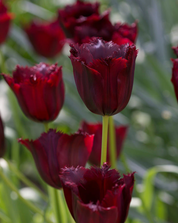 Flower BulbsVincent van Gogh Bulbs UK - 3