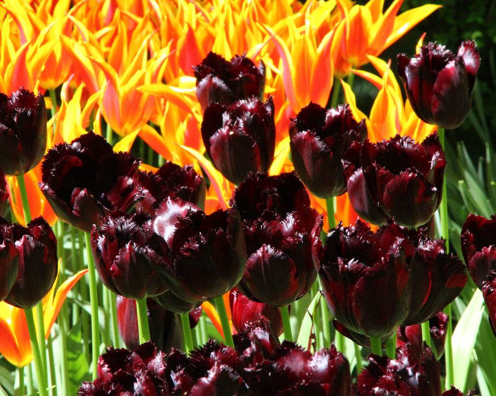 Tulip 'Vincent van Gogh'