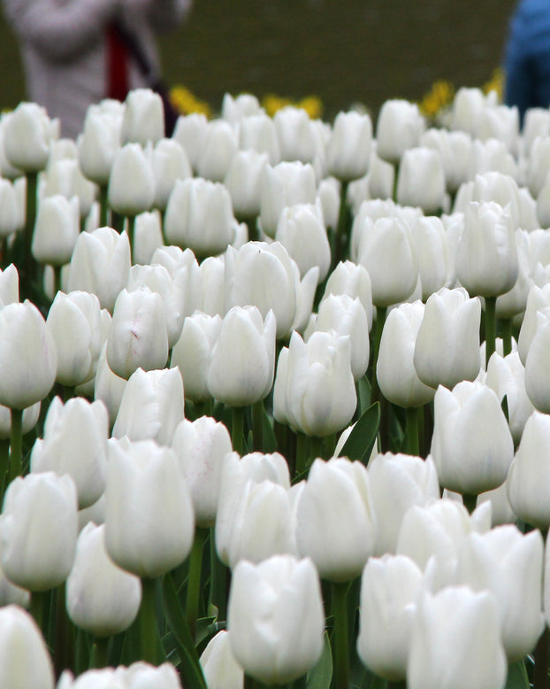 Tulip 'White Dream'