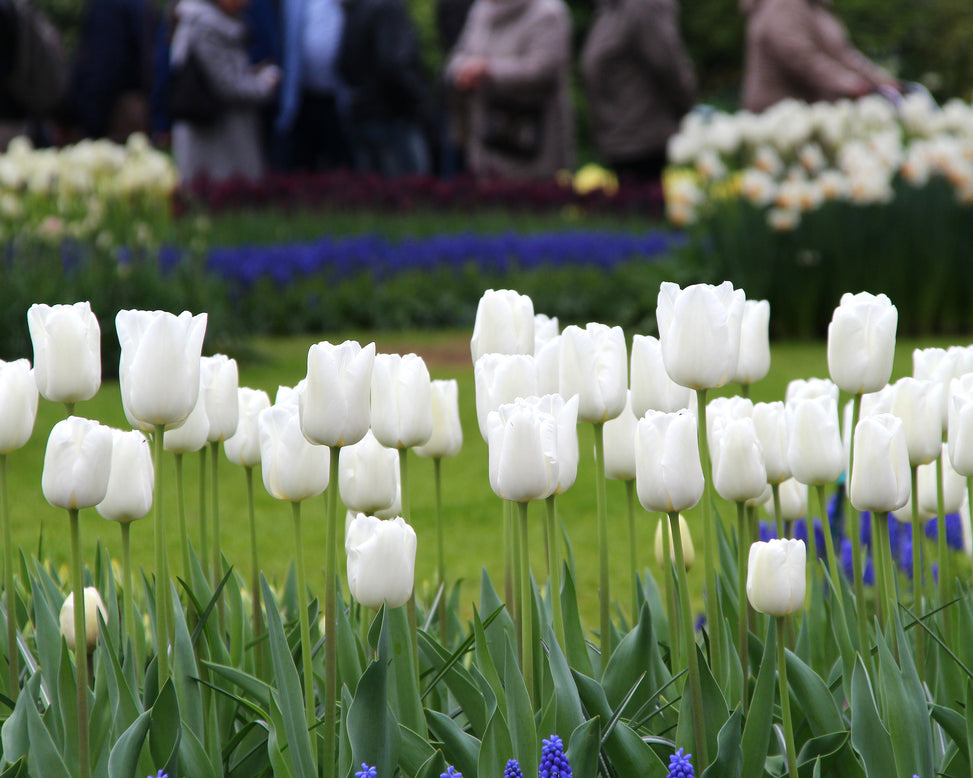 Tulip 'White Dream'