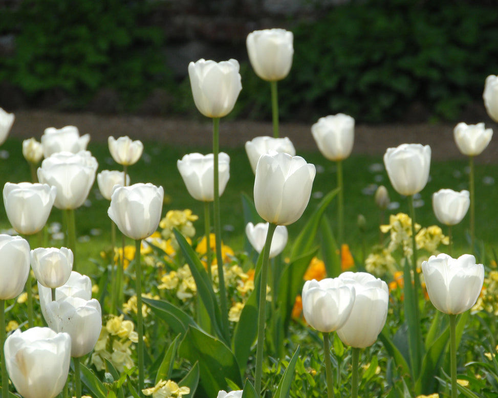 Flower BulbsWhite Dream Bulbs UK - 2