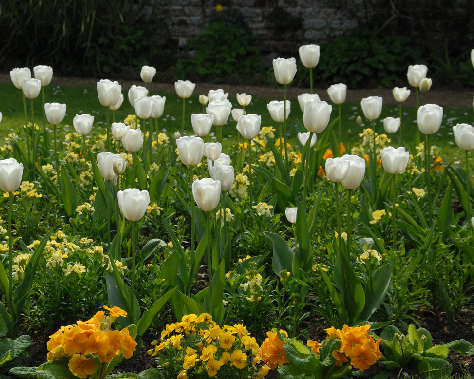 Flower BulbsWhite Dream Bulbs UK - 4