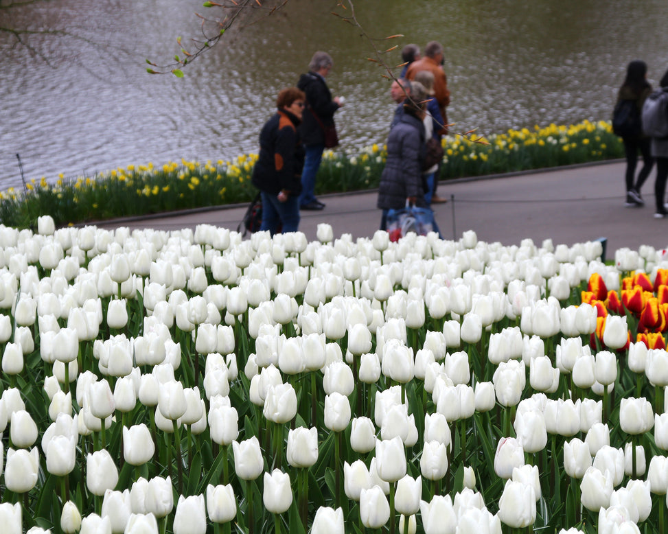 Tulip 'White Dream'
