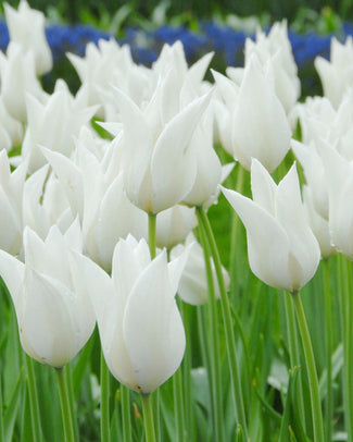 Flower BulbsWhite Elegance Bulbs UK - 1