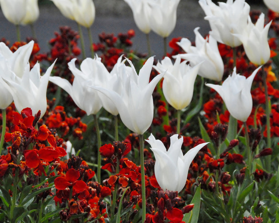 Flower BulbsWhite Elegance Bulbs UK - 2