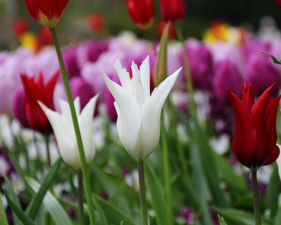 Tulip 'White Elegance'