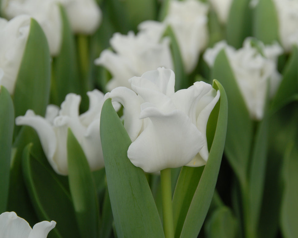 Tulip 'White Liberstar'