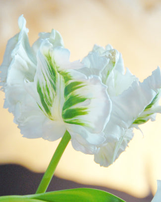 Flower BulbsWhite Parrot Bulbs UK - 1
