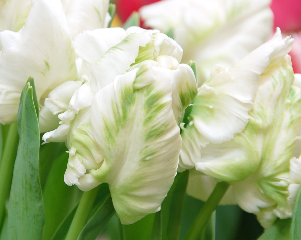 Flower BulbsWhite Parrot Bulbs UK - 2