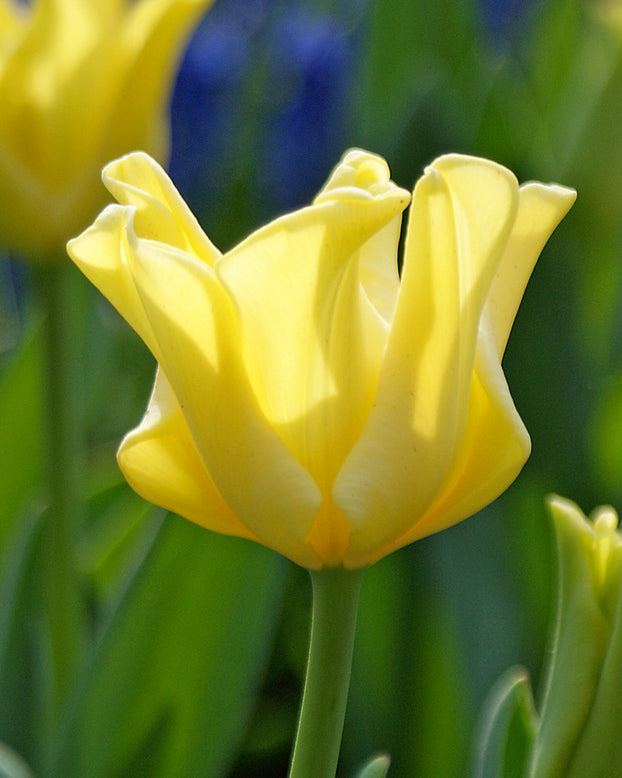 Tulip 'Yellow Crown'