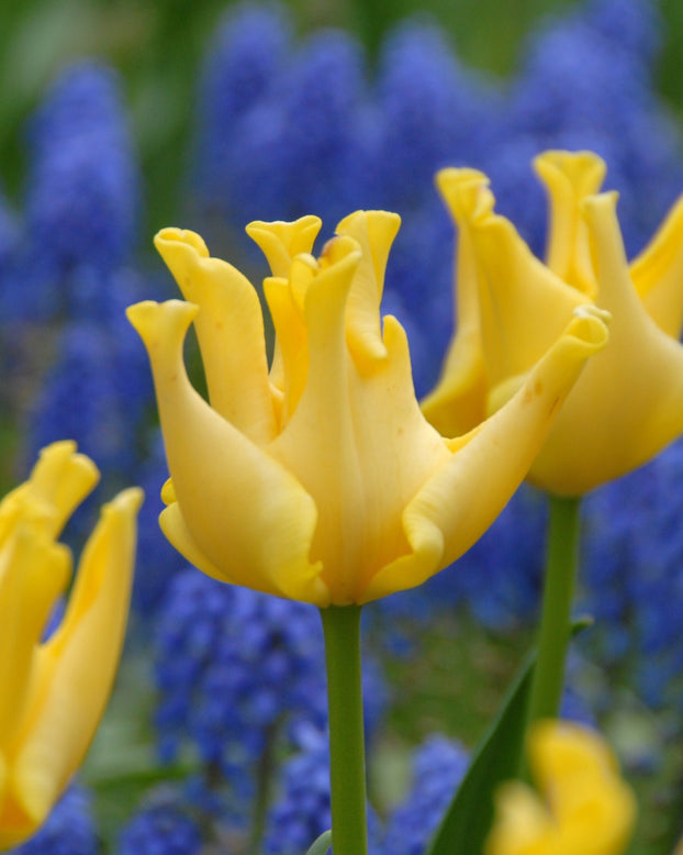 Tulip 'Yellow Crown'