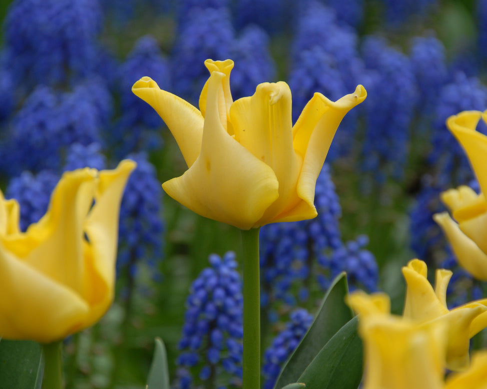 Tulip 'Yellow Crown'