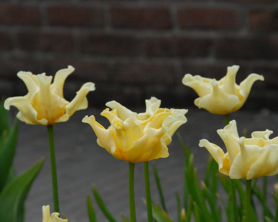 Tulip 'Yellow Crown'