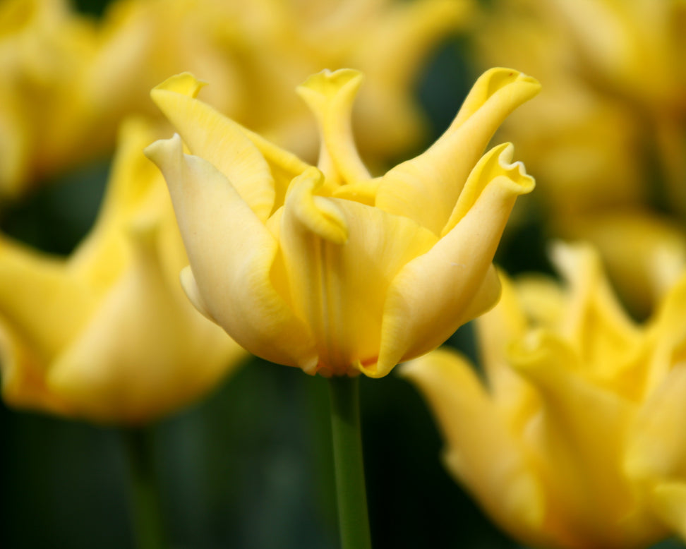 Tulip 'Yellow Crown'