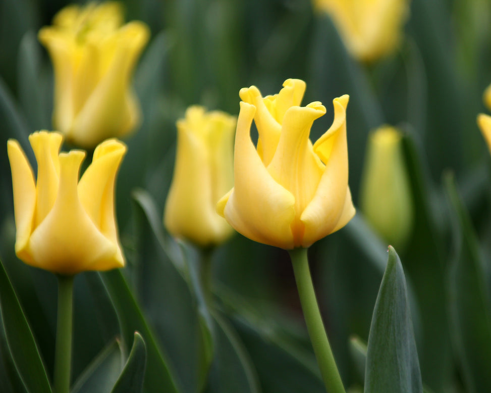 Tulip 'Yellow Crown'