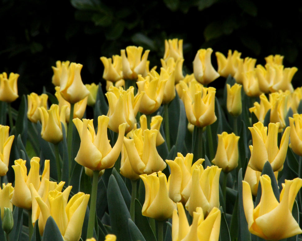 Tulip 'Yellow Crown'