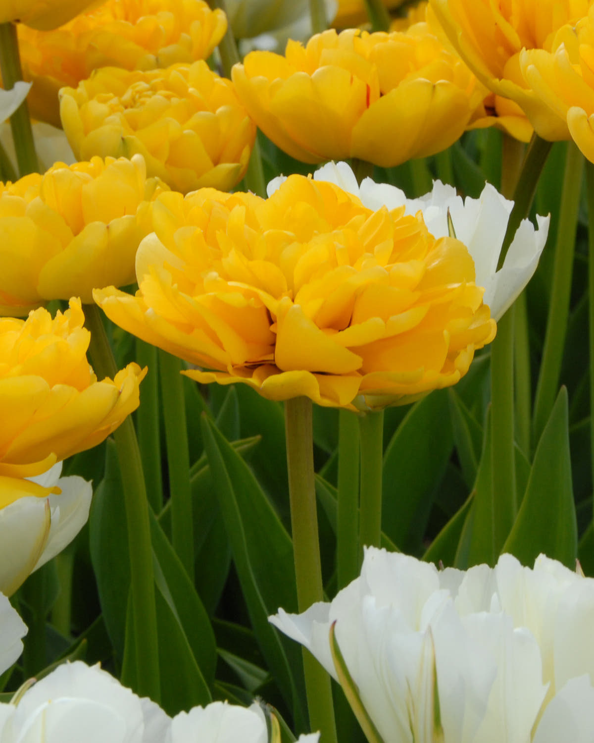 Flower BulbsYellow Pompenette Bulbs UK - 1