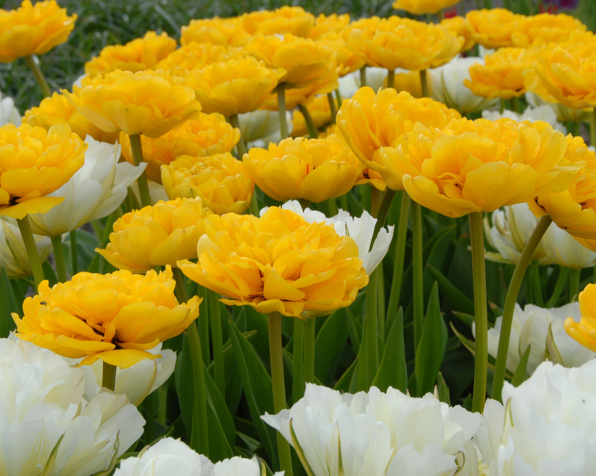 Flower BulbsYellow Pompenette Bulbs UK - 2