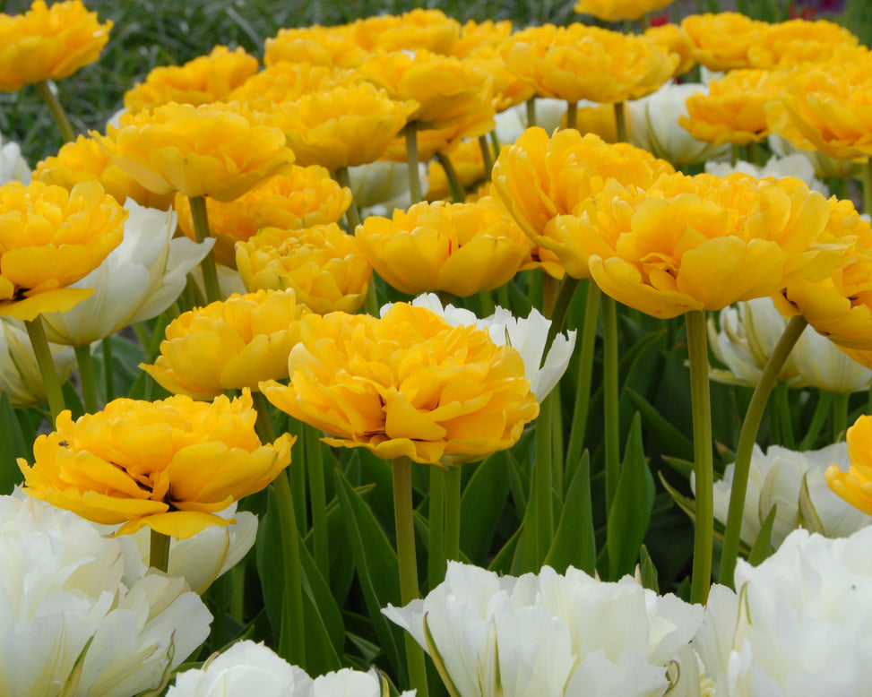 Flower BulbsYellow Pompenette Bulbs UK - 2