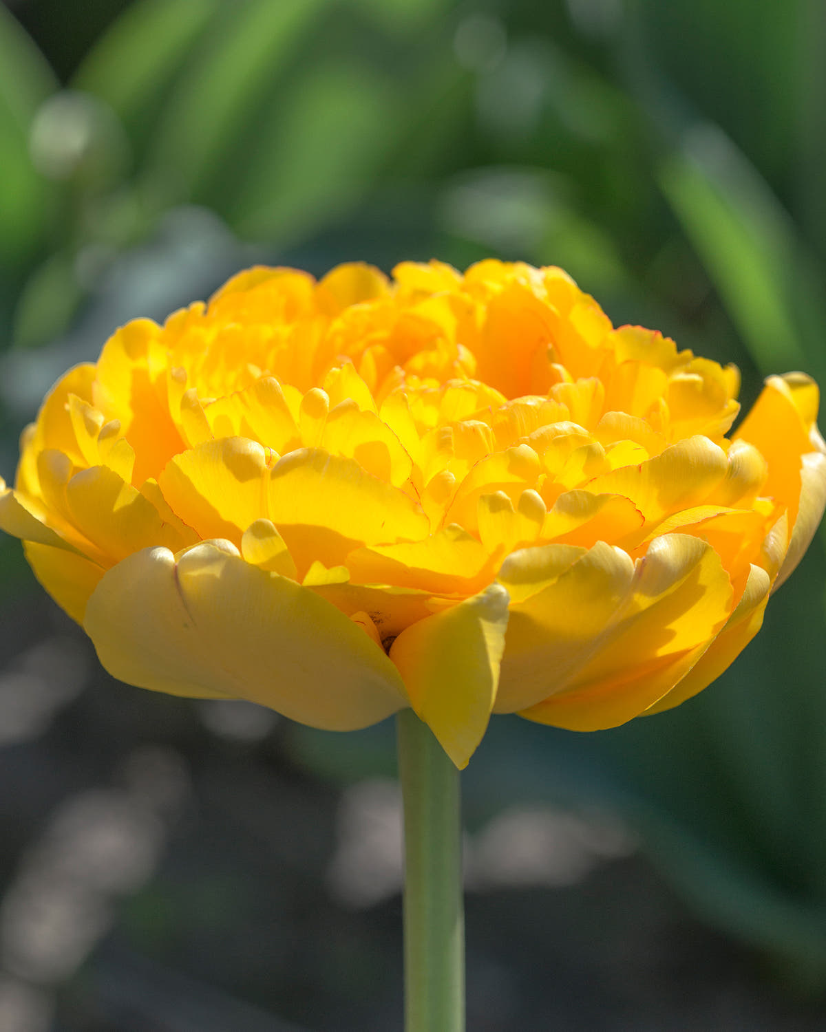 Flower BulbsYellow Pompenette Bulbs UK - 3