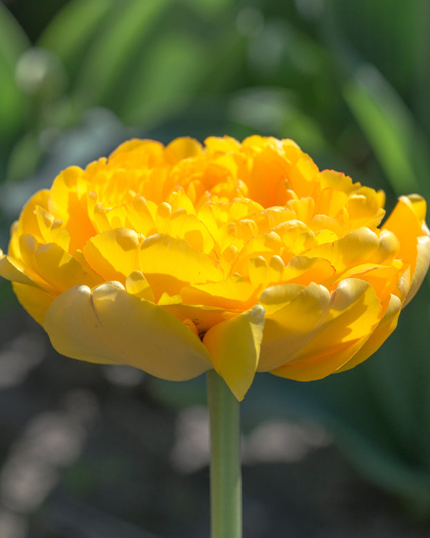 Flower BulbsYellow Pompenette Bulbs UK - 3