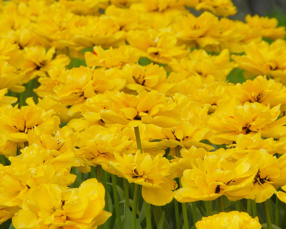 Flower BulbsYellow Pompenette Bulbs UK - 4