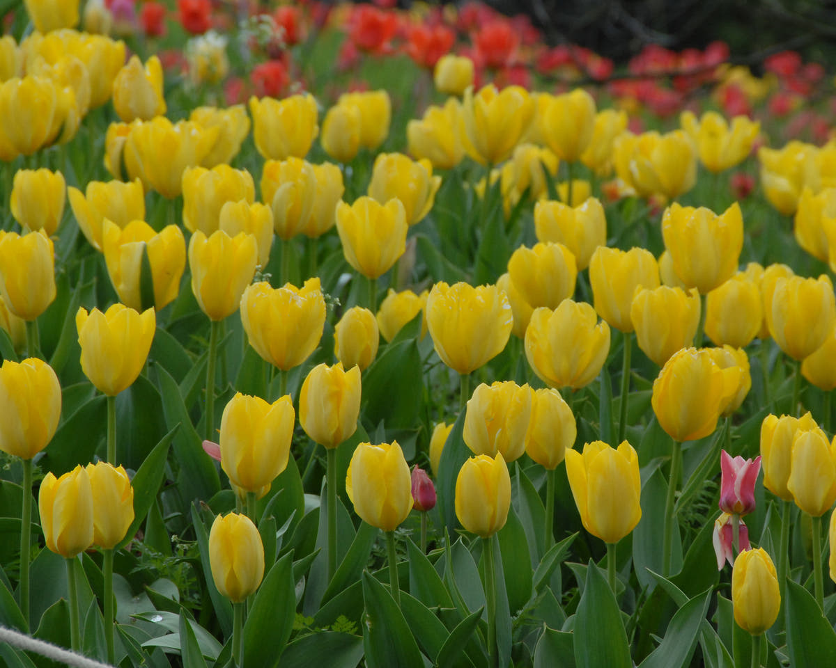 Flower BulbsYellow Purissima Bulbs UK - 2