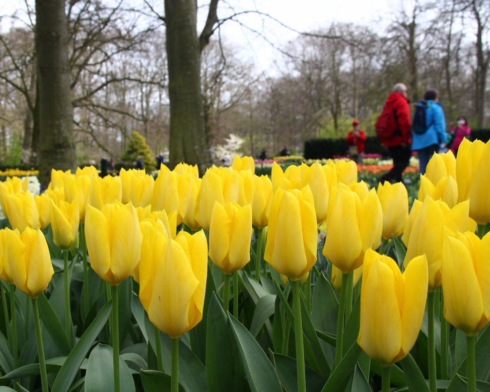 Tulip 'Yellow Emperor'