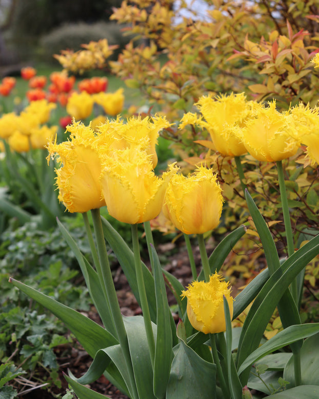 Tulip 'Yellow Valery'