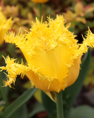 Tulip 'Yellow Valery'