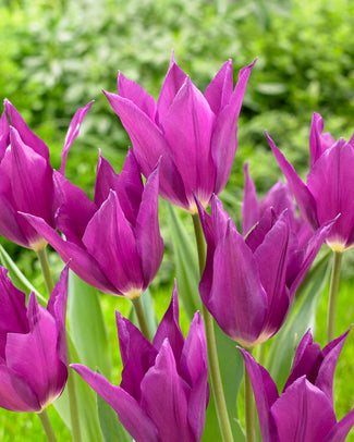 Tulip 'Yume no Murasaki'