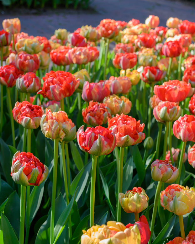 Tulip 'Gudoshnik Double'