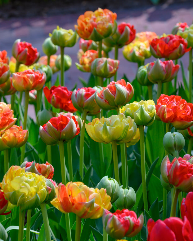 Tulip 'Gudoshnik Double'