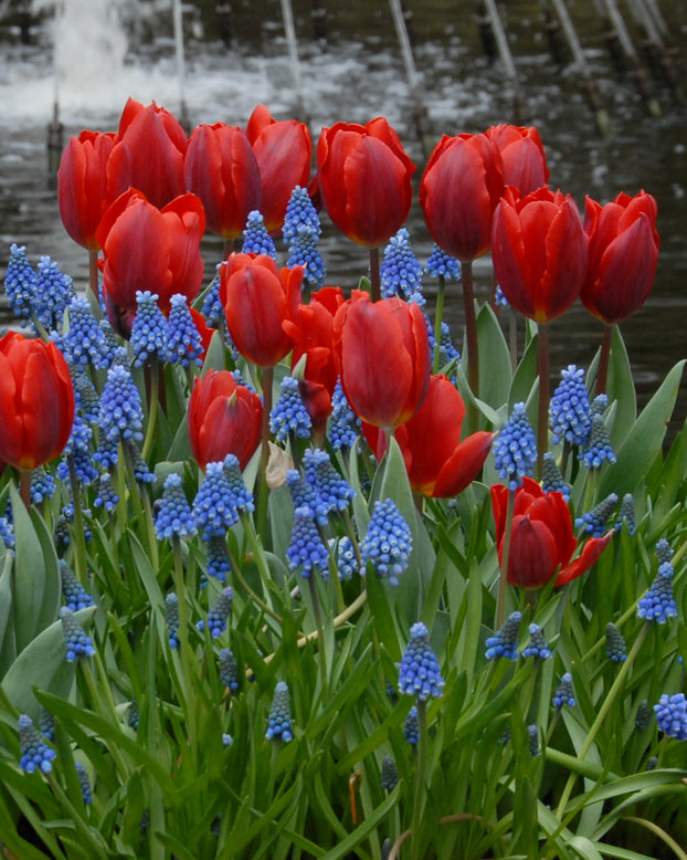 Tulip 'Couleur Cardinal'