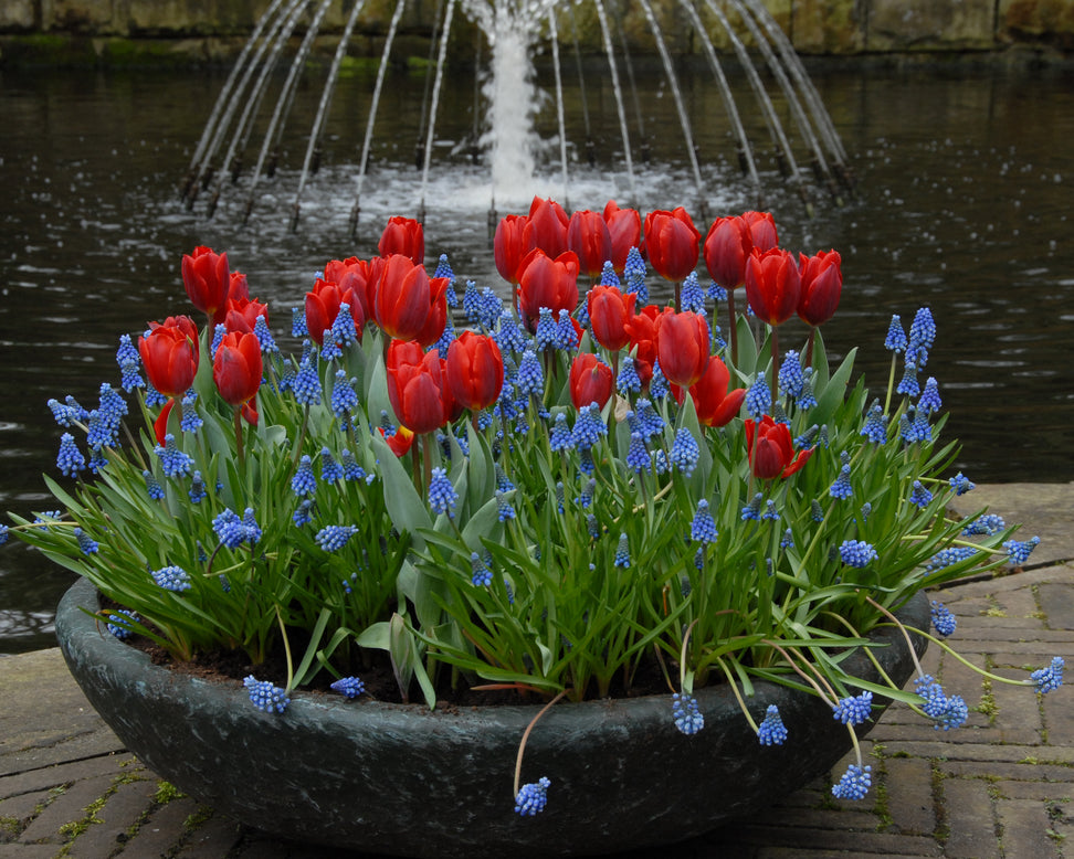 Tulip 'Couleur Cardinal'