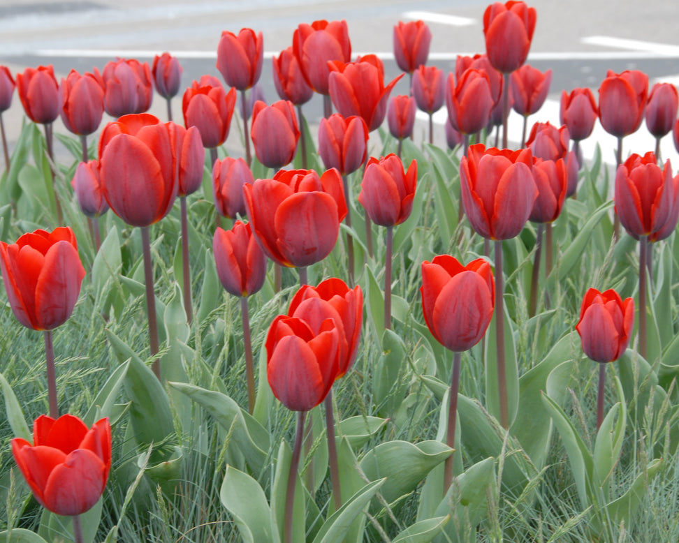 Tulip 'Couleur Cardinal'