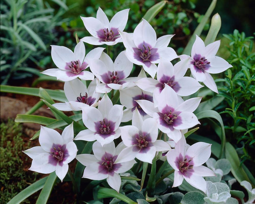 Tulip 'Coerulea Oculata Alba'