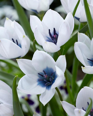 Tulip 'Coerulea Oculata Alba'