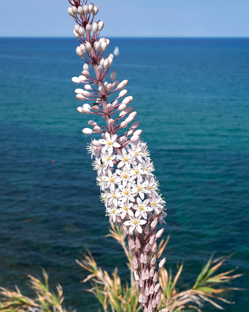 Urginea maritima
