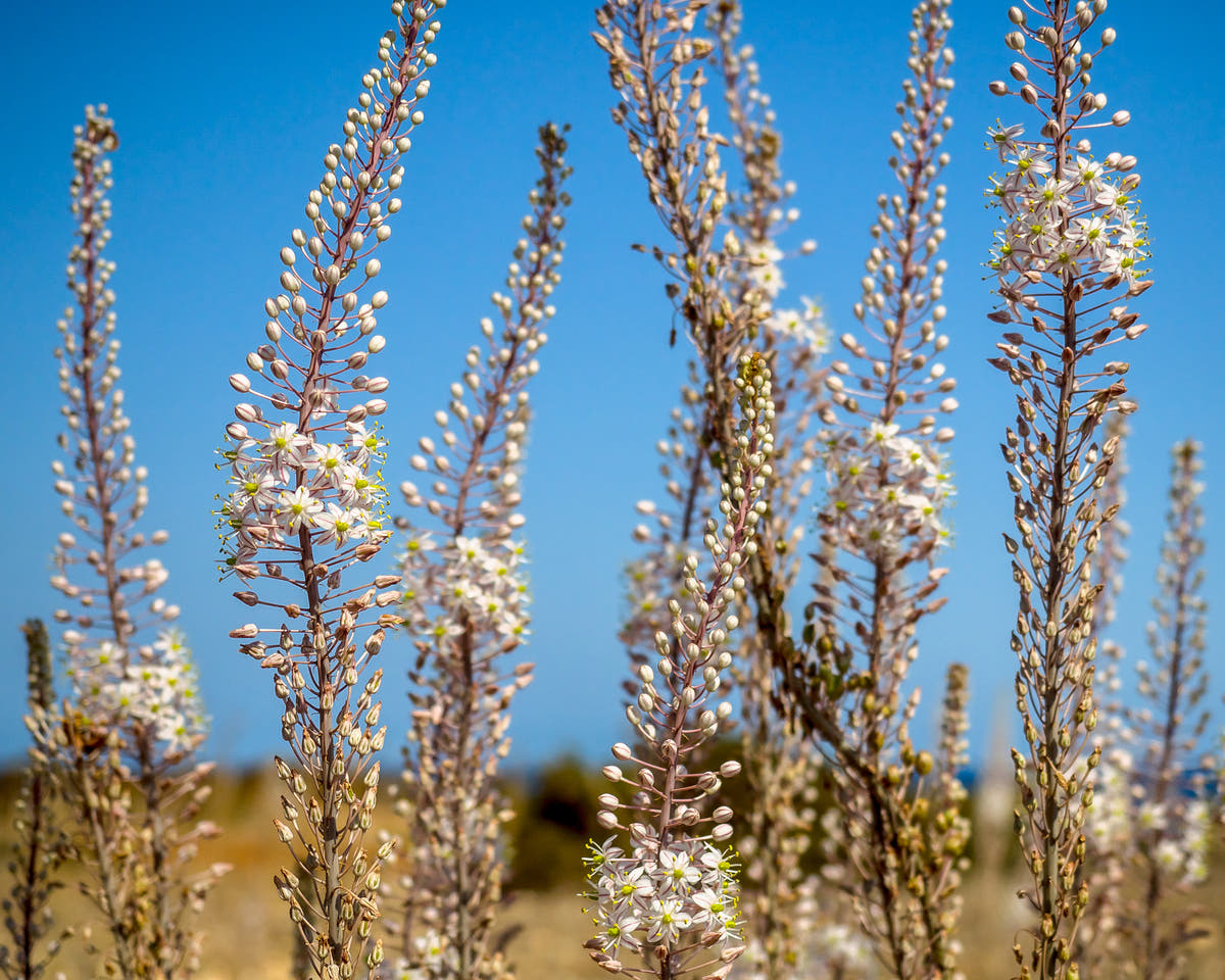 Sea squill