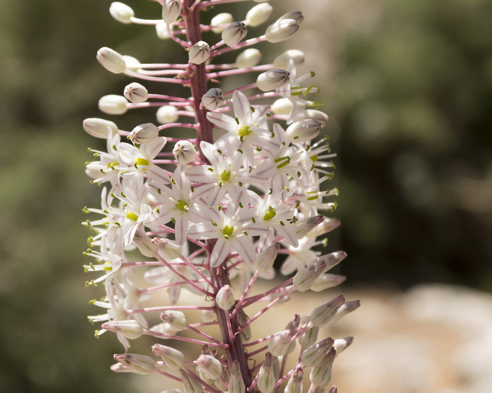 Urginea maritima