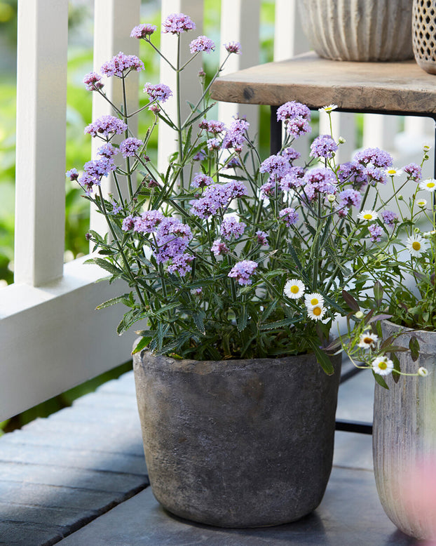 Verbena 'Lollipop'