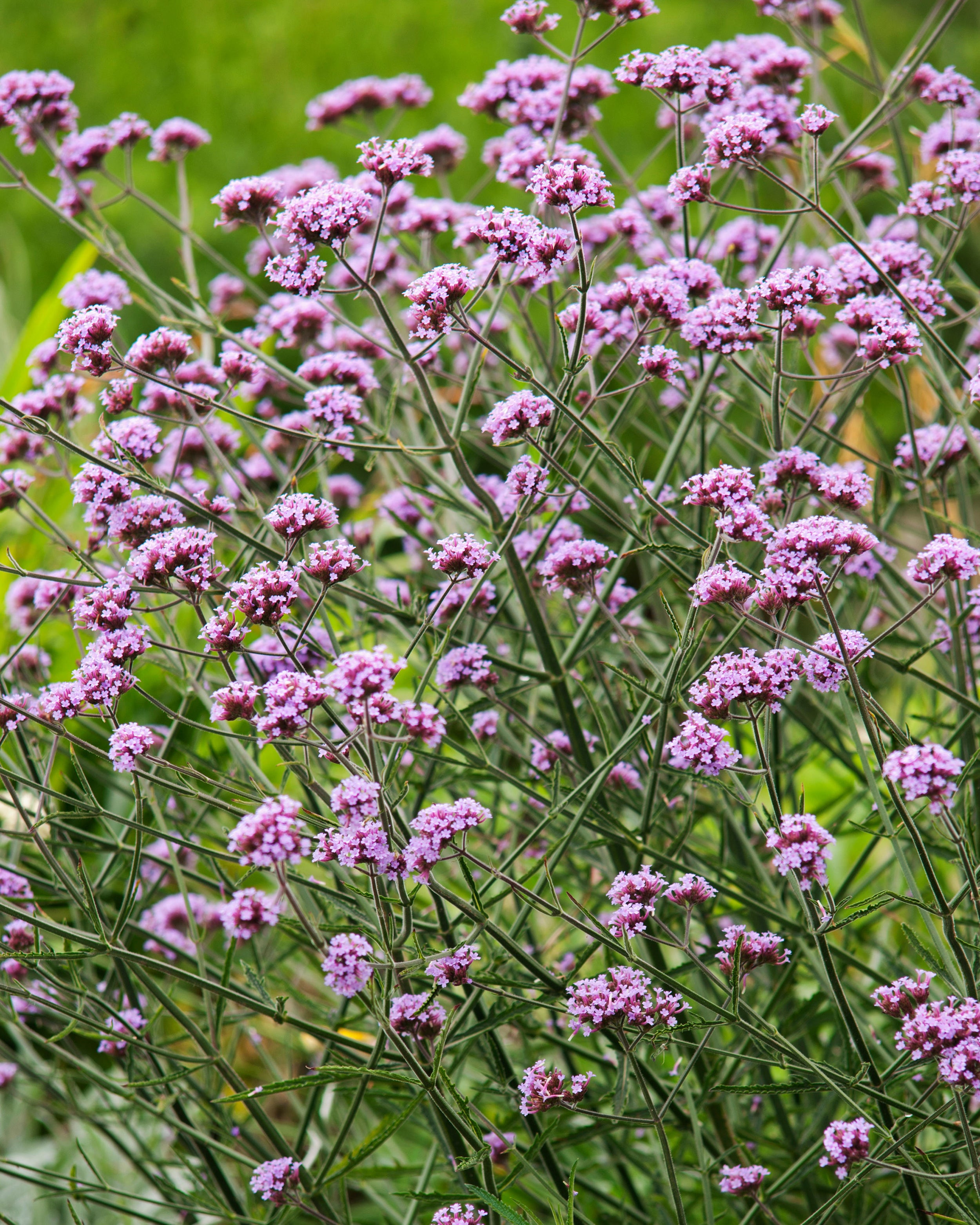 Verbena bonariensis 'Lollipop' — Buy dwarf purpletop vervain online at ...