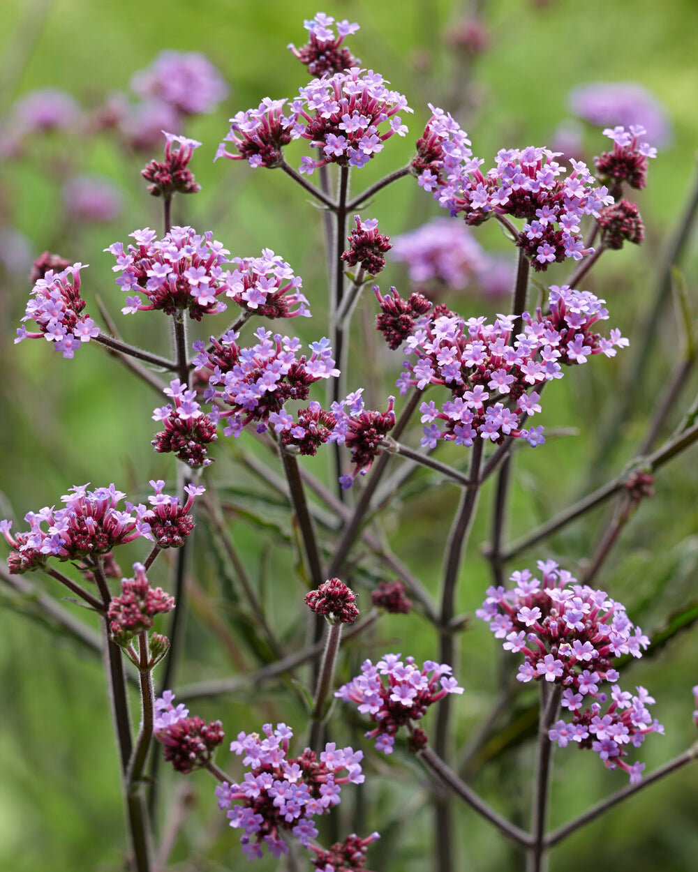 Verbena bonariensis 'Lollipop' — Buy dwarf purpletop vervain online at ...