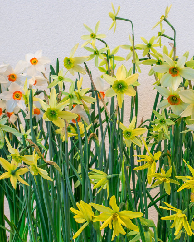 Flower BulbsViridiflora Collection Bulbs UK - 1