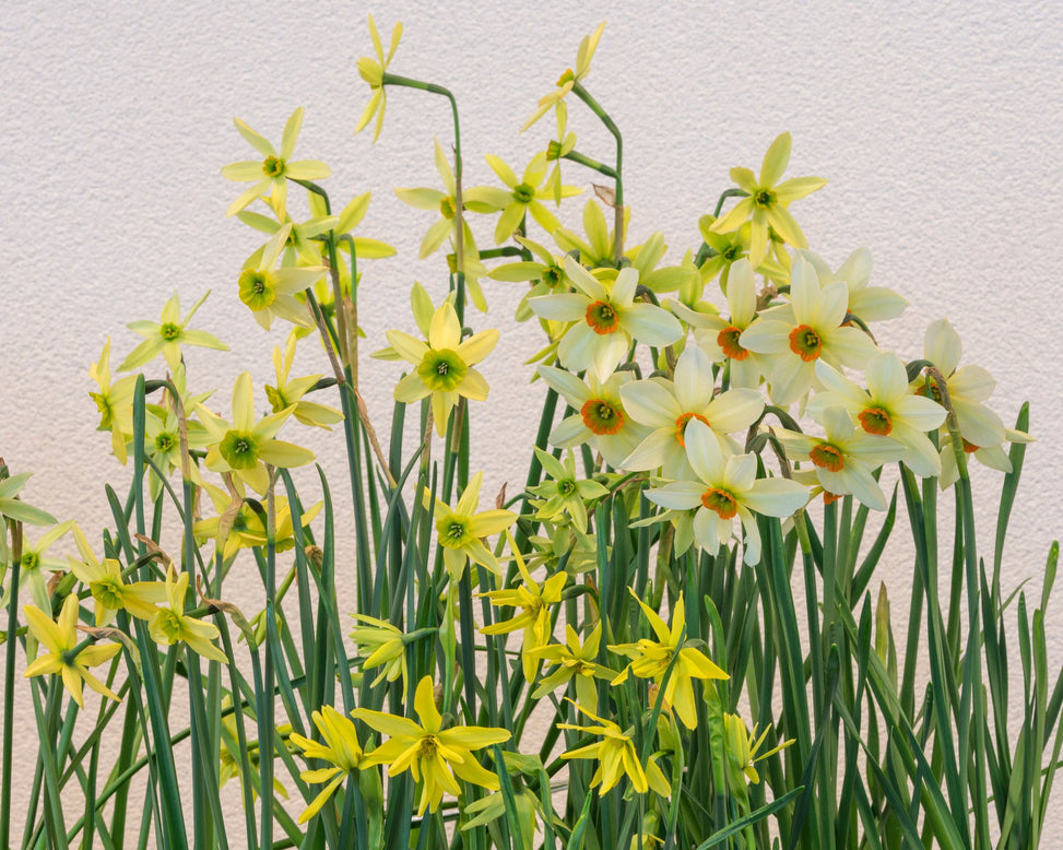 Flower BulbsViridiflora Collection Bulbs UK - 9