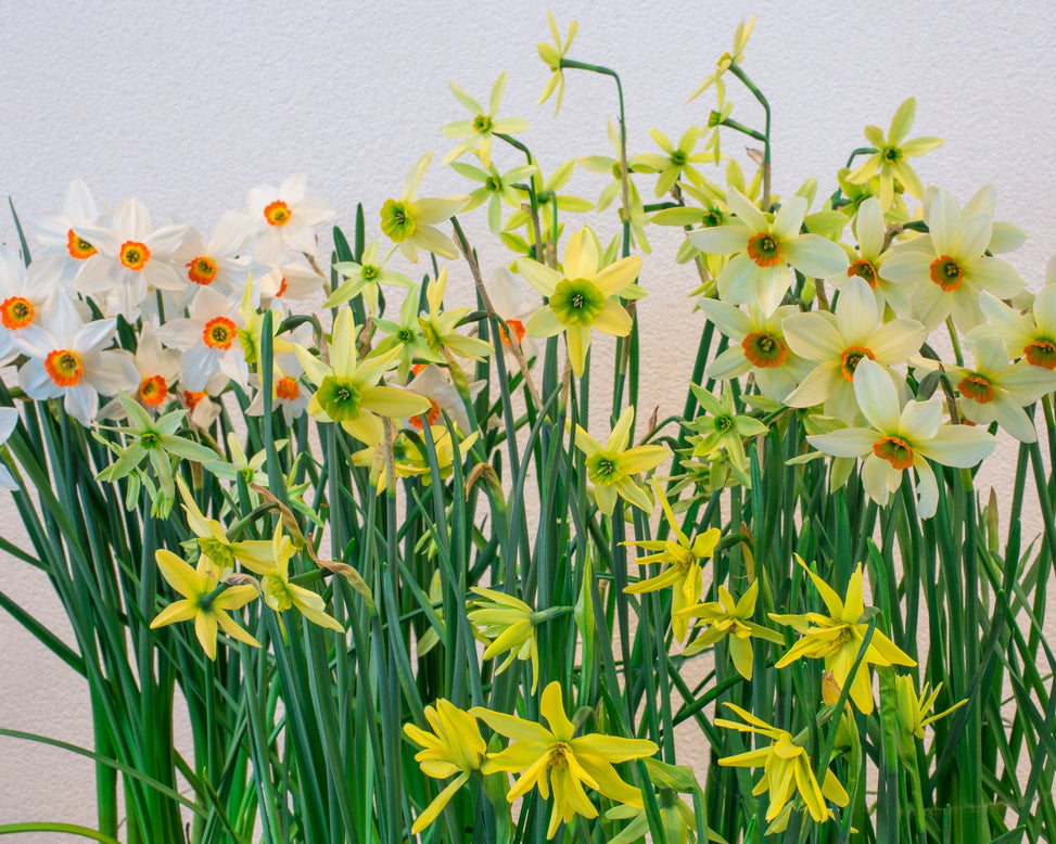 Flower BulbsViridiflora Collection Bulbs UK - 8
