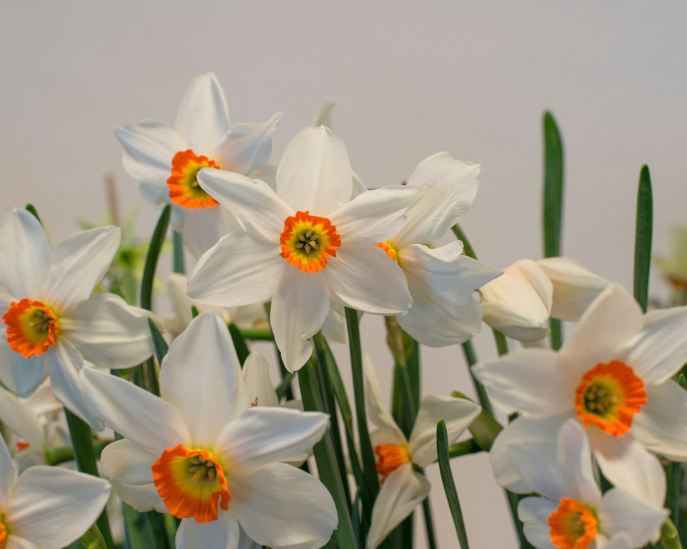 Flower BulbsViridiflora Collection Bulbs UK - 7