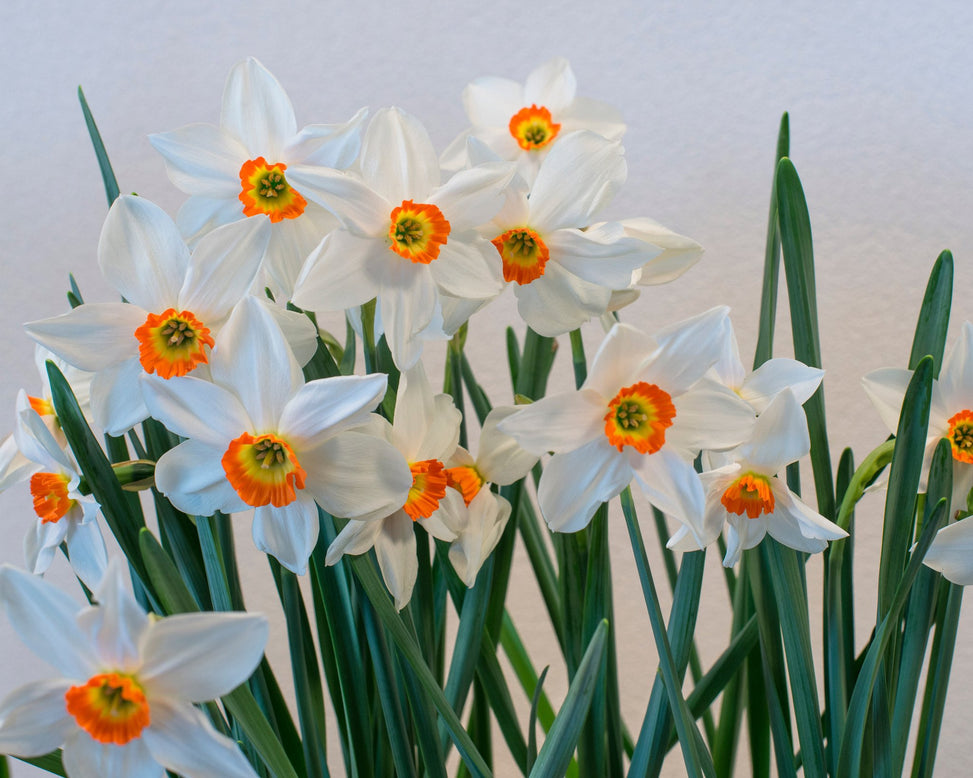 Flower BulbsViridiflora Collection Bulbs UK - 6