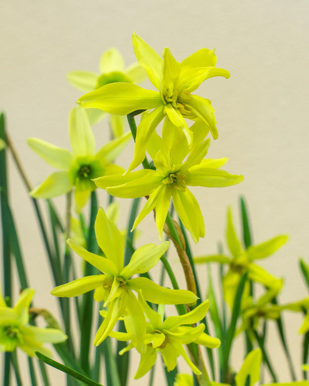 Flower BulbsViridiflora Collection Bulbs UK - 5